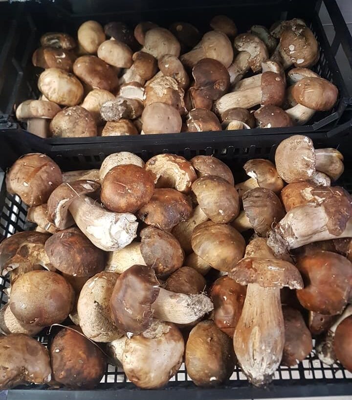 raccolta funghi- Chef Totu