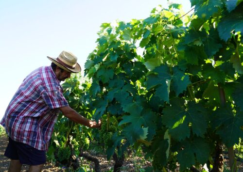 Vino fatto in casa nel Salento: una tradizione di famiglia