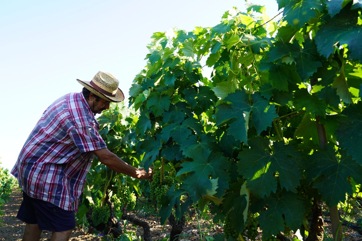 Vino-fatto-in-casa-Chef-Totu-la-Vecchia-Osteria-prodotti-tipici